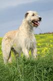 IRISH WOLFHOUND 064